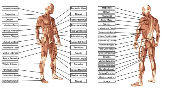 Mann Anatomie und Muskeln Text — Stockfoto