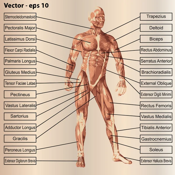 Manliga anatomi med muskler och text — Stock vektor