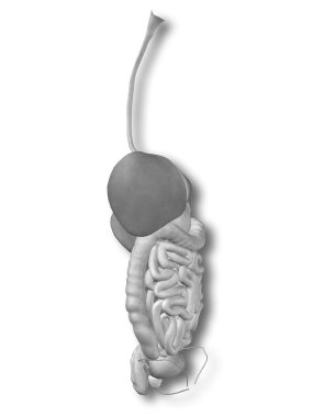 İnsan sindirim sistemi