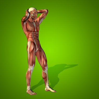 kavramsal stong insan