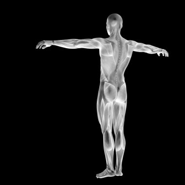 Anatomi tasarımlar için kaslı adam.