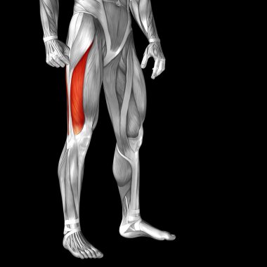 üst bacaklar anatomisi