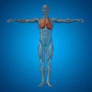 kavramsal anatomik insan