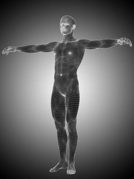 R wireframe anatomia maschile o maschile — Foto Stock