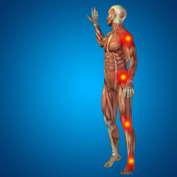 3D humano u hombre con músculos para diseños de anatomía o salud con dolor articular o óseo. Un macho sobre fondo azul — Foto de Stock