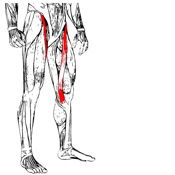 人类的大腿 — 图库照片