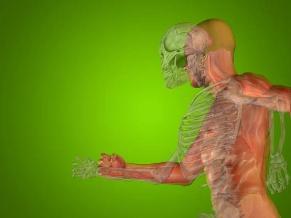 Anatomy concept or conceptual human man medical or health body chest, head green bright background — Stock Photo, Image