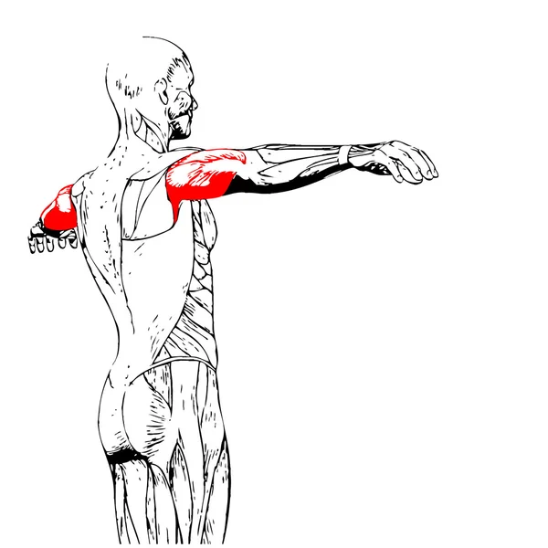 Triceps menselijke anatomie o — Stockfoto