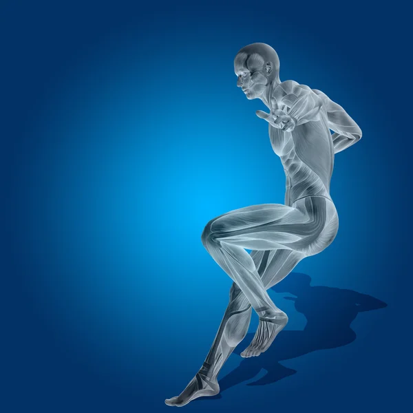 Anatomy body with muscles — Stock Photo, Image