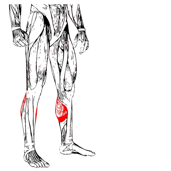 Alacsonyabb lába anatómia — Stock Fotó