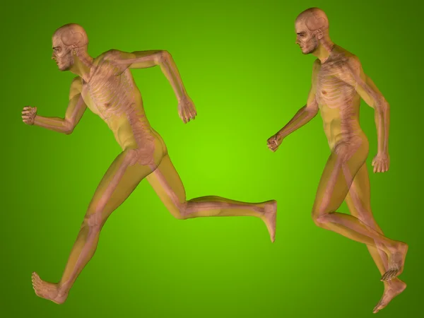 Concept or conceptual 3D human man or male skeleton anatomy transparent body over green gradient background — Stock Photo, Image