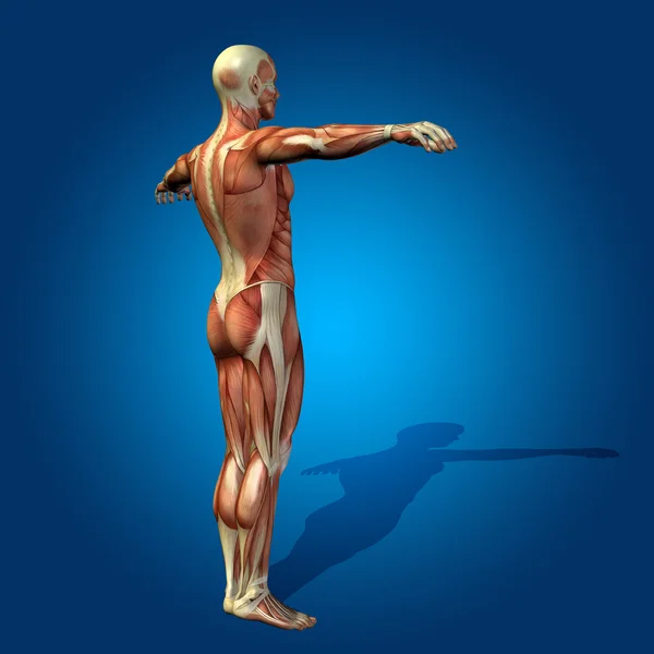 Anatomy body with muscles — Stock Photo, Image