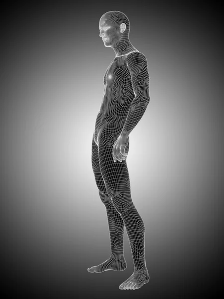 Wireframe male or man anatomy standing — Stok fotoğraf