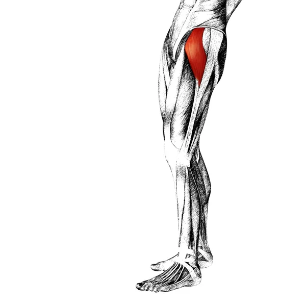 Aductor longus anatomía de la pierna superior humana — Foto de Stock