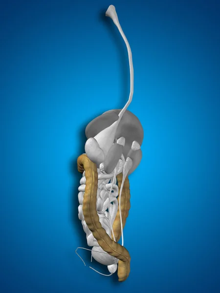Anatomia do homem do órgão do cólon — Fotografia de Stock