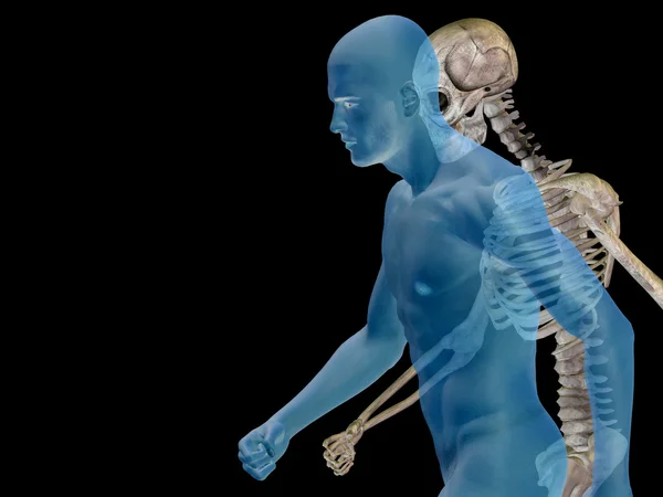 Anatomía con huesos o esqueleto —  Fotos de Stock