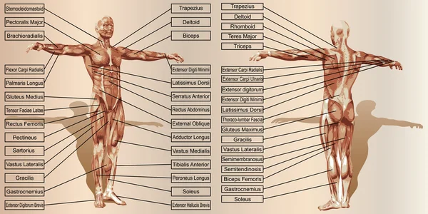 Anatomia człowieka człowieka — Zdjęcie stockowe