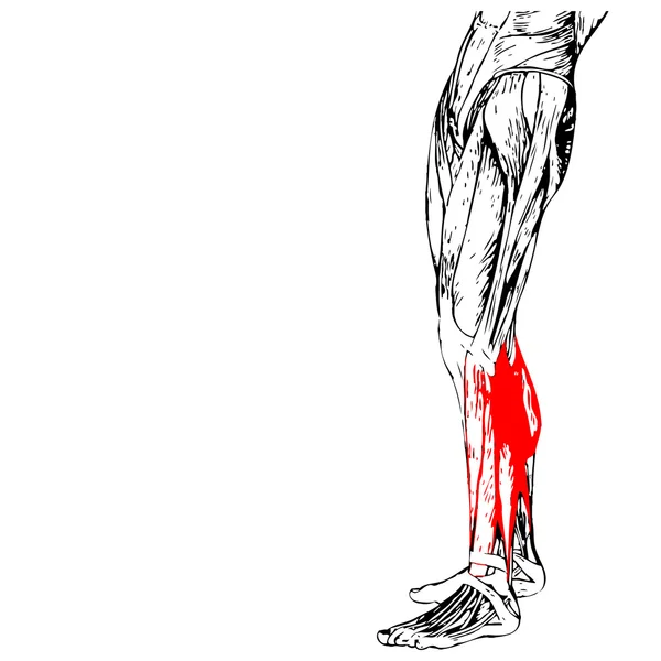 Aductor longus anatomía de la parte inferior de la pierna humana — Foto de Stock