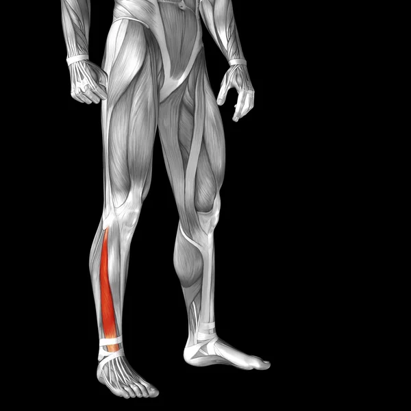 Anatomia humana das pernas inferiores — Fotografia de Stock