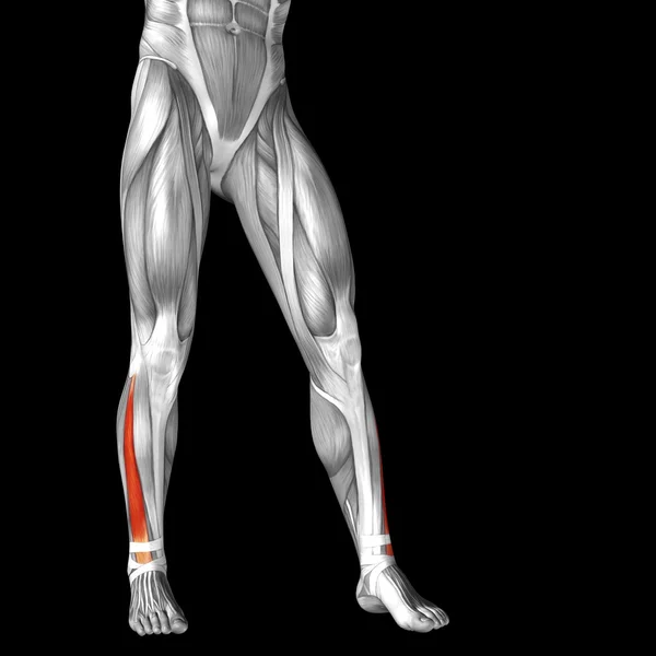 Ower bacaklar anatomisi — Stok fotoğraf
