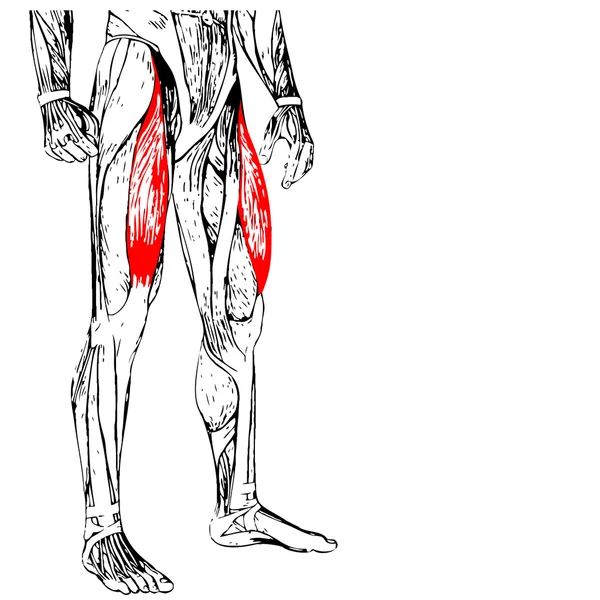 인간의 위 다리 — 스톡 사진