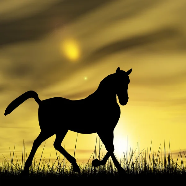 Silhouette cavallo nero — Foto Stock