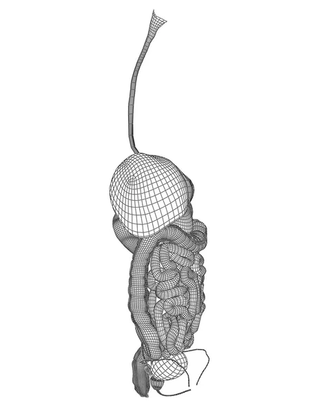 Wireframe mesh digestive system — Stock Photo, Image