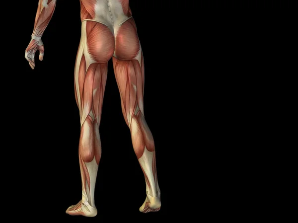 Anatomi underkroppen med muskler — Stockfoto