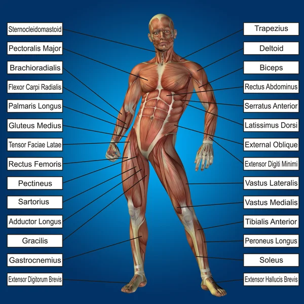 Anatomía humana conceptual — Foto de Stock
