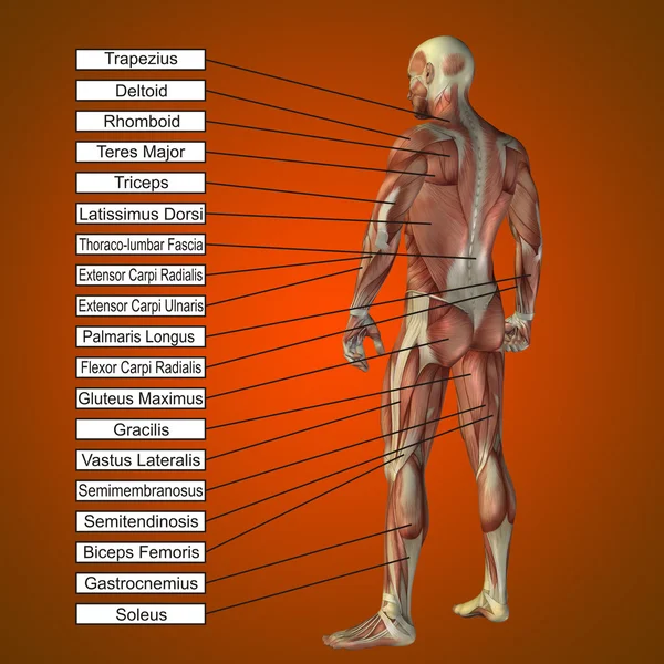 Uomo con muscoli e testo — Foto Stock