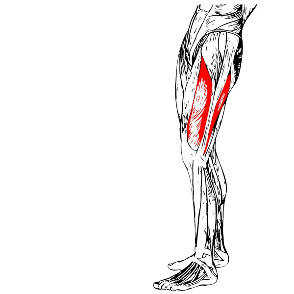 Mänskliga låret anatomi — Stockfoto