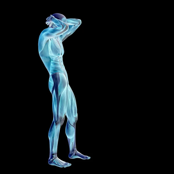 Homme avec des muscles pour les conceptions anatomiques . — Photo