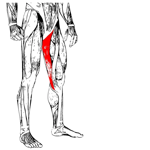 인간의 위 다리 — 스톡 사진