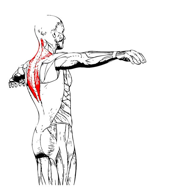 Espalda anatomía humana — Foto de Stock