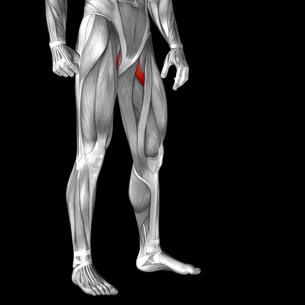 上部の足の解剖学 — ストック写真