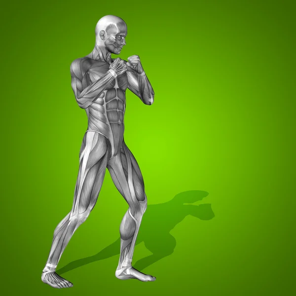 Concept strong human man 3D anatomy body with muscle for health sport over green background