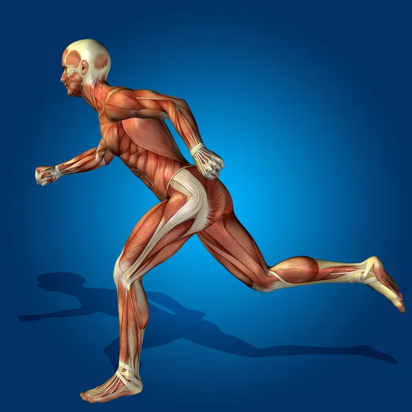 Anatomy body with muscles — Stock Photo, Image