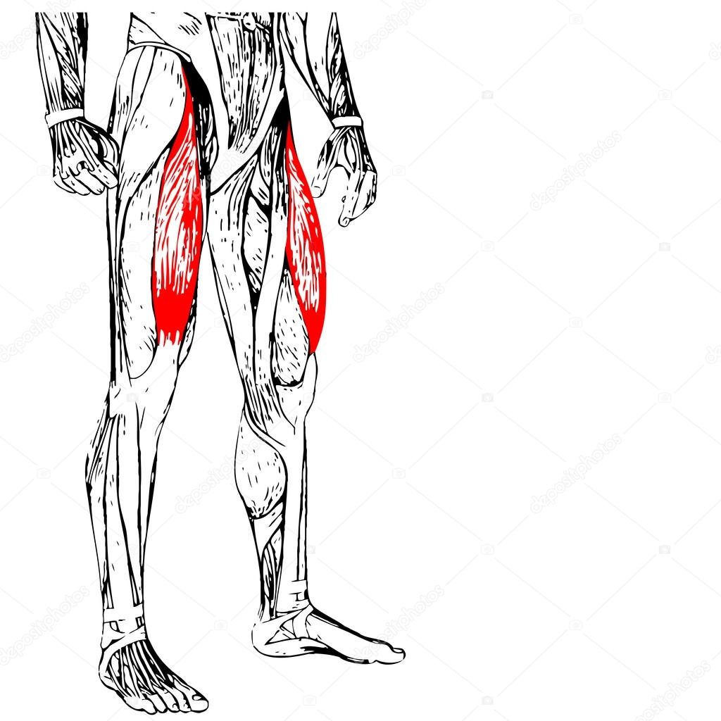 Human upper legs Stock Photo by ©design36 88928466