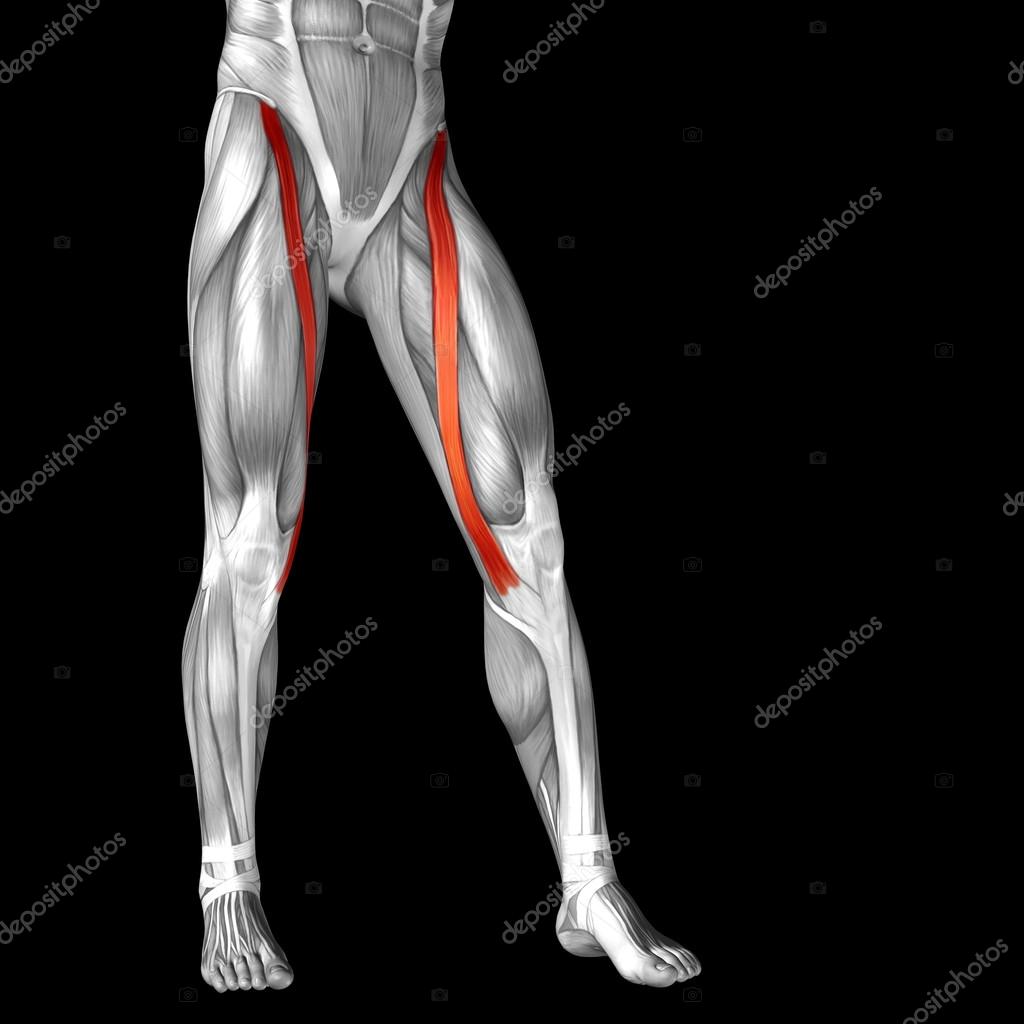 Female Upper Thigh Anatomy / Muscle Anatomy Chart Inspirational Inner