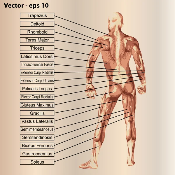 Mannelijke anatomie met spieren en tekst — Stockvector