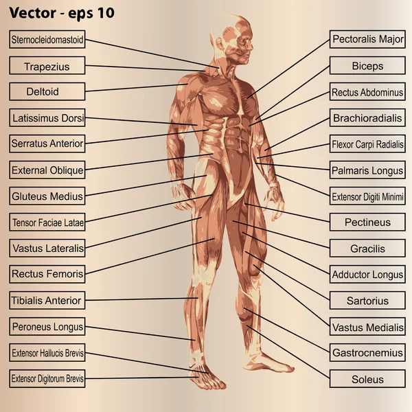 Manliga anatomi med muskler och text — Stock vektor