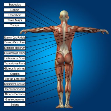 Kavram ya da kavramsal 3d erkek veya insan anatomisi, kas ve metin üzerinde mavi gradyan arka planı olan bir adam 