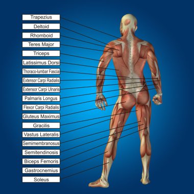 Kavram ya da kavramsal 3d erkek veya insan anatomisi, kas ve metin üzerinde mavi gradyan arka planı olan bir adam 