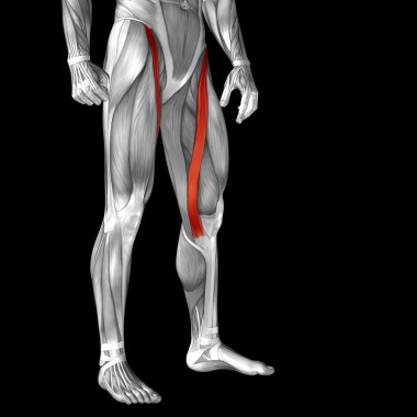 üst bacaklar anatomisi