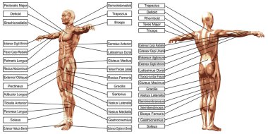 Concept or conceptual 3D human man anatomy and muscle text isolated on white background