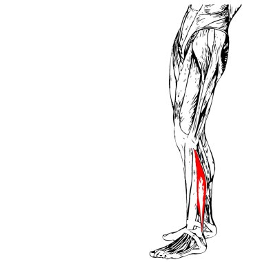 insan alt bacak anatomisi