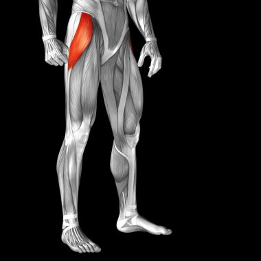 üst bacaklar anatomisi