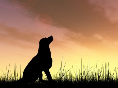 siyah köpek siluet