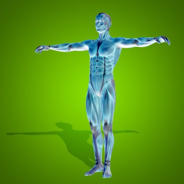 Kavram ya da kavramsal stong insan ya da adam 3d anatomi vücut kas sağlık veya yeşil arka plan üzerinde spor ile