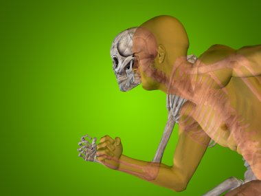 insan vücudu göğüs, baş